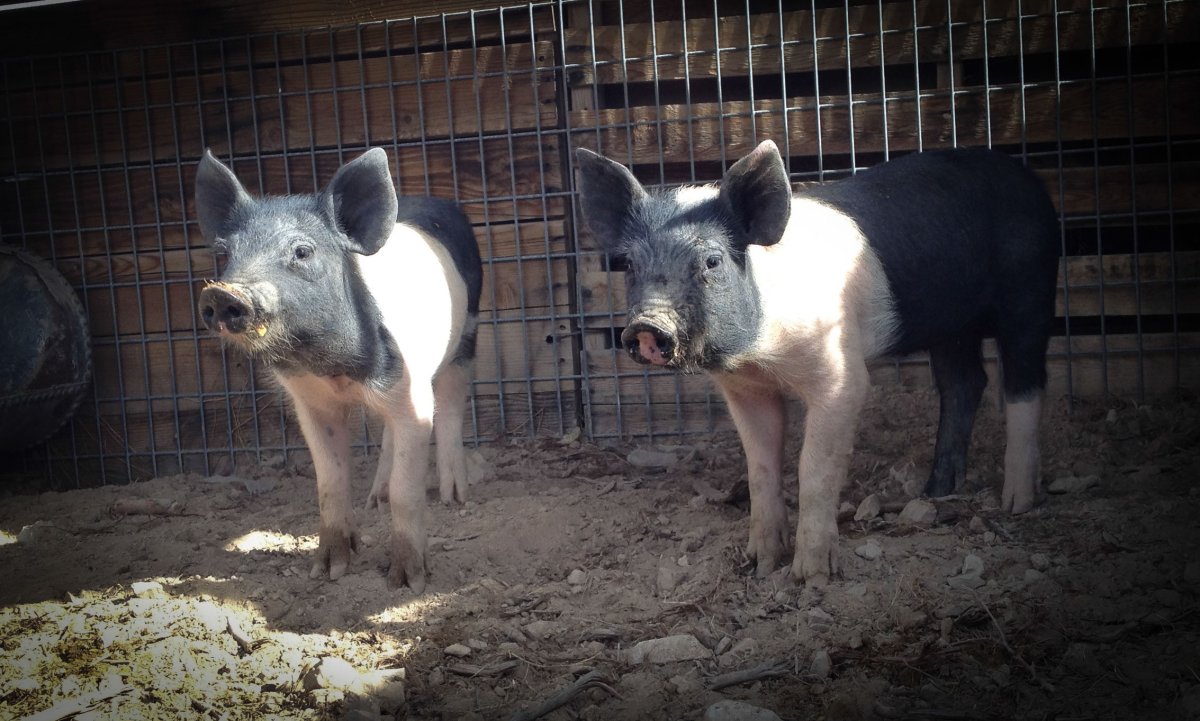 These pigs have names: Porkchop and Ham.