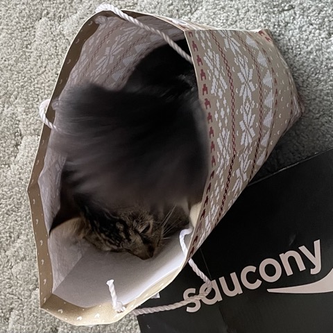 cat bag