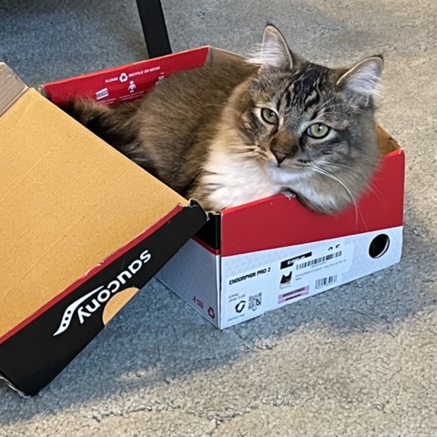 cat box
